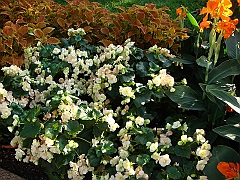 428 Longwood Gardens [2008 August 23]